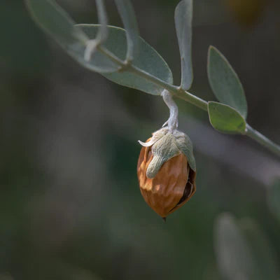 Jojoba Oil